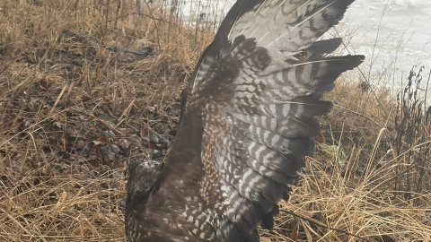 Policjantom udało się bezpiecznie schwytać myszołowa. / Fot. KMP w Toruniu