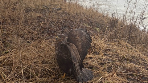 Policjantom udało się bezpiecznie schwytać myszołowa. / Fot. KMP w Toruniu
