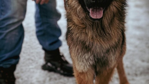 Osadzeni z ZK nr 1 w Grudziądzu pomogli w Centrum Opieki nad Zwierzętami/ Fot. ppor. Natalia Jeszka