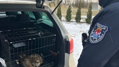 Myszołów trafił do weterynarza, gdzie otrzymał pomoc/ Fot. KPP w Mogilnie