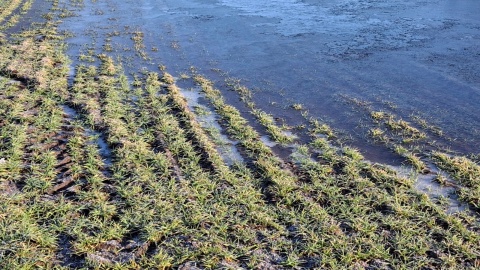 Nagła odwilż zalewa pola rolnikom z regionu/fot. Marcin Doliński