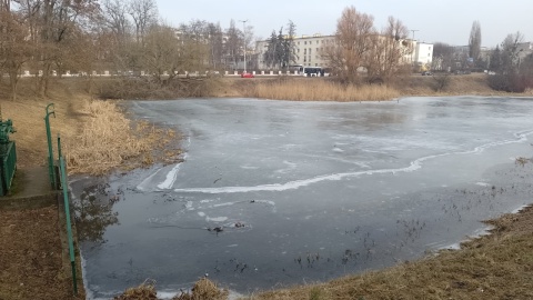 Tak obecnie prezentuje się toruński staw Kaszownik. / Fot. Michał Zaręba