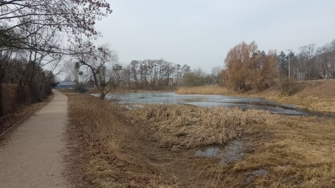 Tak obecnie prezentuje się toruński staw Kaszownik. / Fot. Michał Zaręba