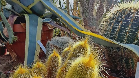 Ogród Botaniczny IHAR w bydgoskim Myślęcinku/fot. Jarosław Mikietyński