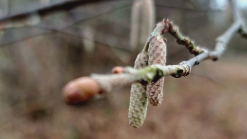 Ogród Botaniczny IHAR w bydgoskim Myślęcinku/fot. Jarosław Mikietyński