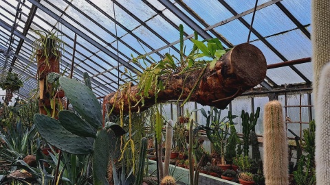 Ogród Botaniczny IHAR w bydgoskim Myślęcinku/fot. Jarosław Mikietyński
