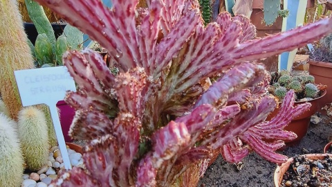 Ogród Botaniczny IHAR w bydgoskim Myślęcinku/fot. Jarosław Mikietyński