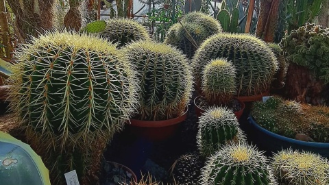 Ogród Botaniczny IHAR w bydgoskim Myślęcinku/fot. Jarosław Mikietyński