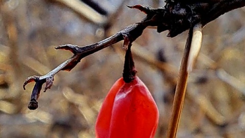 Ogród Botaniczny IHAR w bydgoskim Myślęcinku/fot. Jarosław Mikietyński