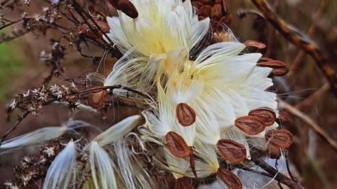 Ogród Botaniczny IHAR w bydgoskim Myślęcinku/fot. Jarosław Mikietyński