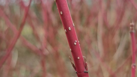 Ogród Botaniczny IHAR w bydgoskim Myślęcinku/fot. Jarosław Mikietyński