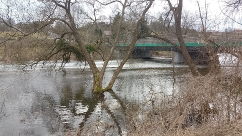 Drwęca osiągnęła dziś w podtoruńskim Elgiszewie stan alarmowy/Fot. Michał Zaręba