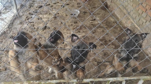 Interwencja policji w nielegalnej hodowli psów w gminie Kcynia/fot. Policja