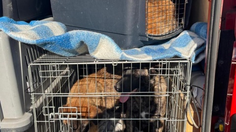 Interwencja policji w nielegalnej hodowli psów w gminie Kcynia/fot. Policja