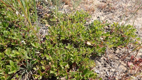Mącznica lekarska tworzy tzw. wrzosowiska mącznicowe/fot. nadesłane