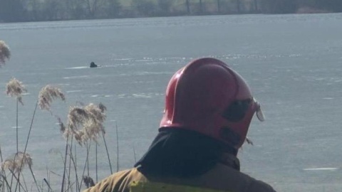 Pod jałowką załamał się lód. / Fot.JRG Mogilno, OSP Gębice.