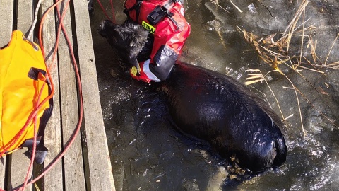Pod jałowką załamał się lód. / Fot.JRG Mogilno, OSP Gębice.