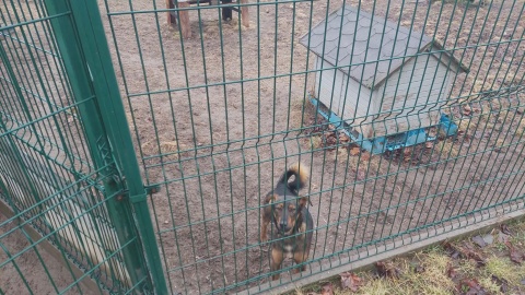 Kiedy więźniowie sprzątali boksy, funkcjonariusze opiekowali się zwierzętami w bydgoskim schronisku/ Fot. D. Witt