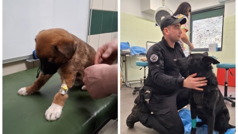 Oto Ned ze swoim opiekunem oraz 8-tygodniowy szczeniak, który walczy o życie. Fot. Por. Michalina Kulczyk / sw.gov.pl