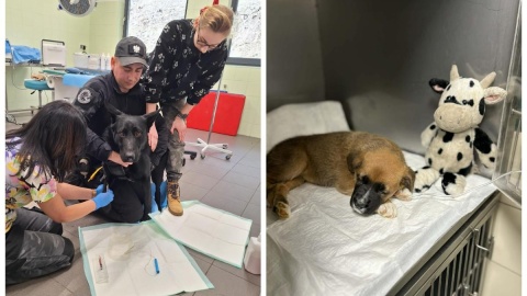 Oto Ned ze swoim opiekunem oraz 8-tygodniowy szczeniak, który walczy o życie. Fot. Por. Michalina Kulczyk / sw.gov.pl