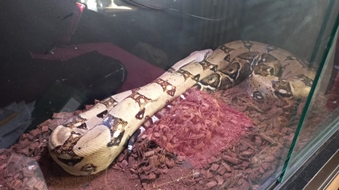 Mieszkaniec bydgoskich Kapuścisk nielegalnie posiadał dwa pytony królewskie oraz boa cesarskiego/fot. KMP w Bydgoszczy