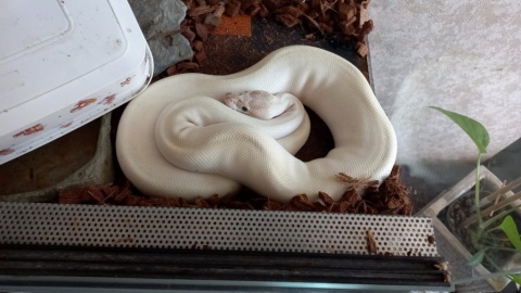 Mieszkaniec bydgoskich Kapuścisk nielegalnie posiadał dwa pytony królewskie oraz boa cesarskiego/fot. KMP w Bydgoszczy