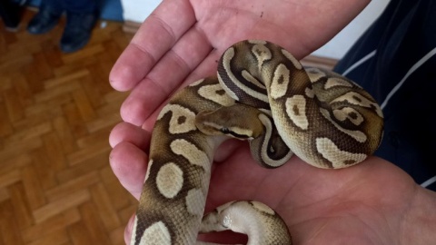 Mieszkaniec bydgoskich Kapuścisk nielegalnie posiadał dwa pytony królewskie oraz boa cesarskiego/fot. KMP w Bydgoszczy