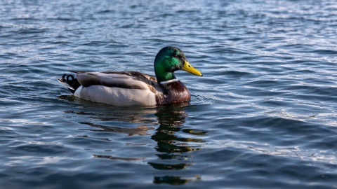 Nad Notecią w Nakle wyremontują nabrzeże/fot. Izabela Langner