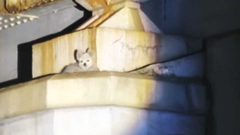 Piesek nie potrafił sam zejść. Był wyczerpany i przestraszony/fot. KPP w Inowrocławiu