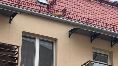 Strażacy z Grudziądza interweniowali w środę z powodu kota, który nie mógł zejść z dachu wysokiego budynku/fot. KM PSP Grudziądz
