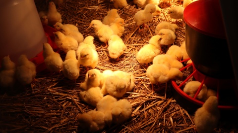 Akademicki Jarmark Wielkanocny Politechniki Bydgoskiej/fot. Tatiana Adonis