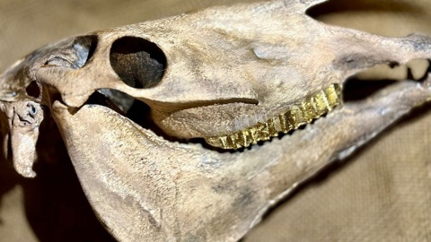 Wykopano skrzynię, w której znajdowały się m.in. szczątki konia z legendy/fot. Izabela Langner