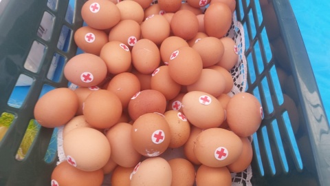 W Bydgoszczy przy świątecznym stole usiedli podopieczni PCK i ich zwierzęta/ Fot. Sława Skibińska-Dmitruk