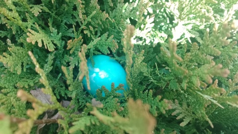 Zajączek schował prezenty m.in. wśród roślinności/fot. Michał Zaręba