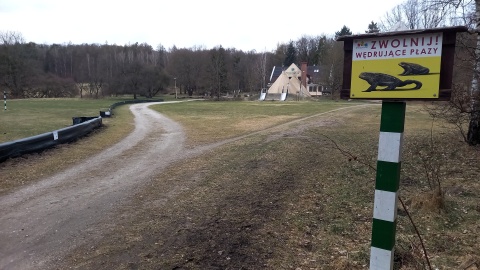 Aby żaby, ropuchy czy traszki mogły bezpiecznie dotrzeć do zbiornika wodnego na gody, w Bydgoszczy stanęły specjalne ogrodzenia/Fot. Tatiana Adonis