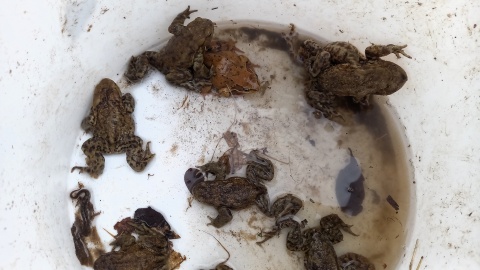 Aby żaby, ropuchy czy traszki mogły bezpiecznie dotrzeć do zbiornika wodnego na gody, w Bydgoszczy stanęły specjalne ogrodzenia/Fot. Tatiana Adonis