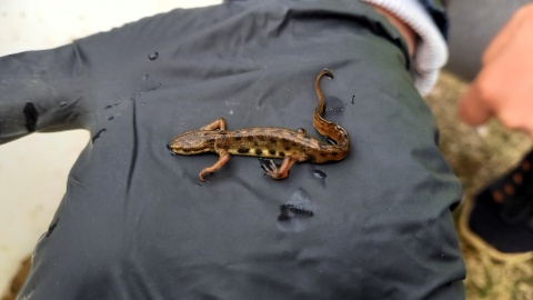 Aby żaby, ropuchy czy traszki mogły bezpiecznie dotrzeć do zbiornika wodnego na gody, w Bydgoszczy stanęły specjalne ogrodzenia/Fot. Tatiana Adonis