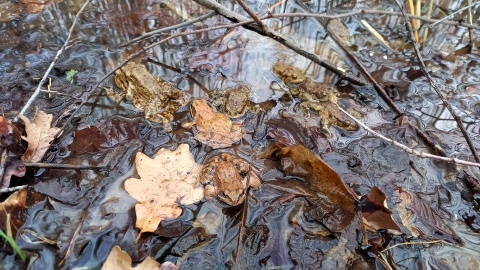 Aby żaby, ropuchy czy traszki mogły bezpiecznie dotrzeć do zbiornika wodnego na gody, w Bydgoszczy stanęły specjalne ogrodzenia/Fot. Tatiana Adonis
