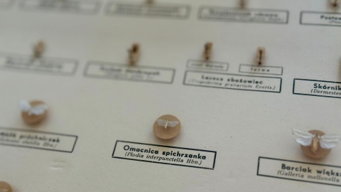 Drzwi otwarte w bydgoskim Sanepidzie z okazji Światowego Dnia Zdrowia/fot. Izabela Langner