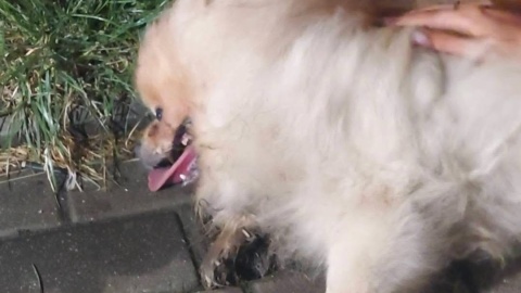 Do zdarzenia doszło 30 sierpnia 2025 roku na ul. Kopernika w Inowrocławiu/Fot. Nadesłane