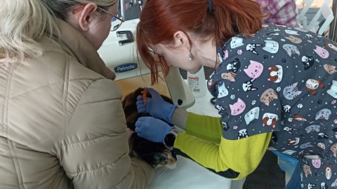 Chipowanie zwierząt w centrum handlowym Nowe Bielawy w Toruniu/fot. Monika Kaczyńska