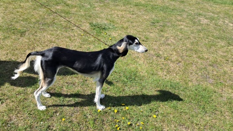 Kilkaset psich piękności dziś prezentowało się na stadionie przy ul Orłowskiej w Inowrocławiu na 38. Krajowej Wystawie Psów Rasowych/Fot. Marcin Glapiak
