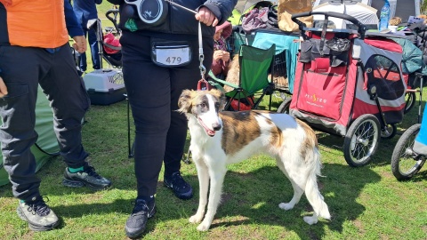 Kilkaset psich piękności dziś prezentowało się na stadionie przy ul Orłowskiej w Inowrocławiu na 38. Krajowej Wystawie Psów Rasowych/Fot. Marcin Glapiak
