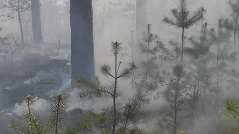 Pożar lasu w powiecie tucholskim/fot. Ochotnicza Straż Pożarna w Jeziorkach