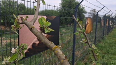 Ekspozycja „Rzeźbione rzeką" jest efektem trwającego 44 dni flisu po Wiśle w ramach projektu „Łączymy Polskę” w 2024 roku/fot. Iwona Muszytowska-Rzeszotek