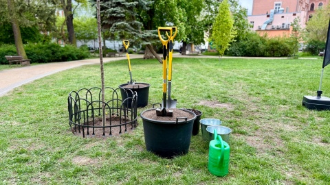 Szlak 17 drzew powstał w Bydgoszczy/fot. Izabela Langner