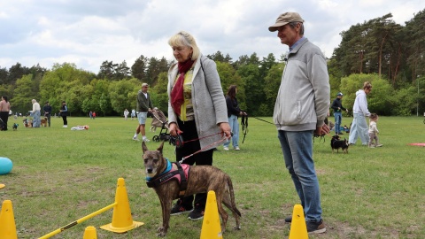 Miłośnicy czworonogów spotkali się na Pikniku Dobrych Psów i Ludzi na polanie Różopole w bydgoskim Myślęcinku/fot. Tatiana Adonis