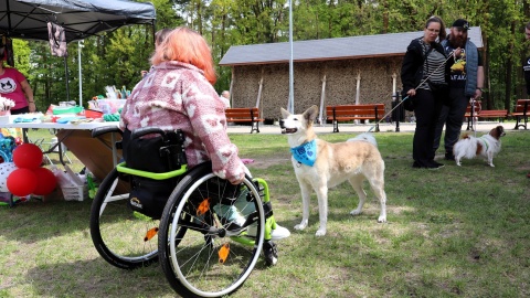 Miłośnicy czworonogów spotkali się na Pikniku Dobrych Psów i Ludzi na polanie Różopole w bydgoskim Myślęcinku/fot. Tatiana Adonis