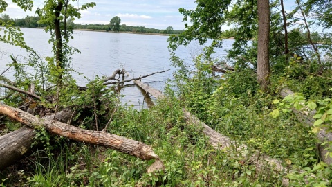 Bobry powalają dziesiątki drzew nad brzegiem Jeziora Gopło/fot. Katarzyna Zuchlke-Bieganowska, mieszkanka Popowa