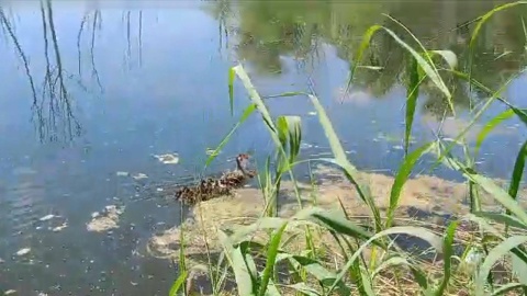 Tak wyglądała akcja ratowania małych kaczek. / Fot. Patrol Eko Toruń